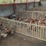 Ukuran Kandang Bebek Mojosari Petelur yang Ideal