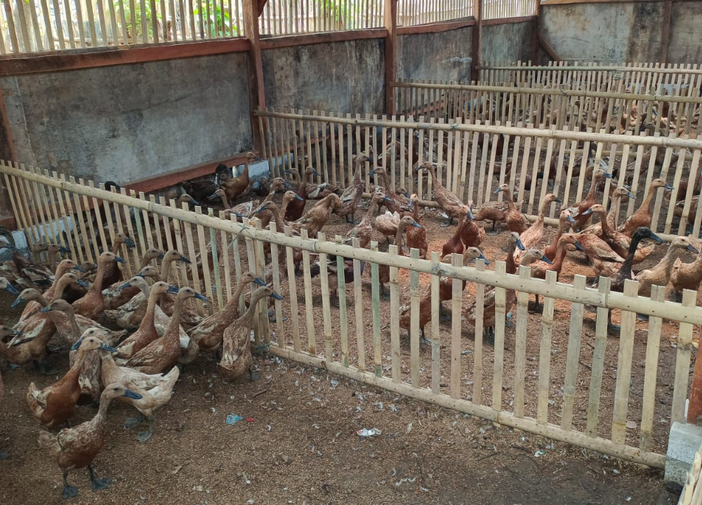 Ukuran Kandang Bebek Mojosari Petelur yang Ideal