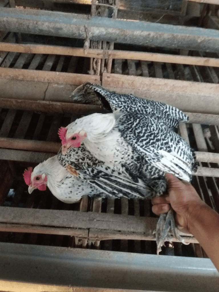 Ayam arab masuk dalam golongan jenis ayam buras dengan kelebihannya yaitu mampu memproduksi telur yang cukup banyak | image 2