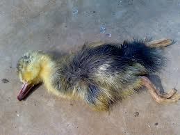 Penyakit yang menyerang bebek bisa dicegah dan disembuhkan dengan berbagai cara