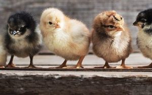 Jual DOC Ayam JOPER | Siap Kirim ke Seluruh Indonesia