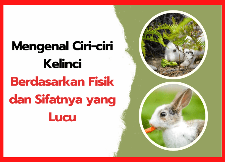 Ukuran Tubuh dan Berat Ideal Kelinci Lop