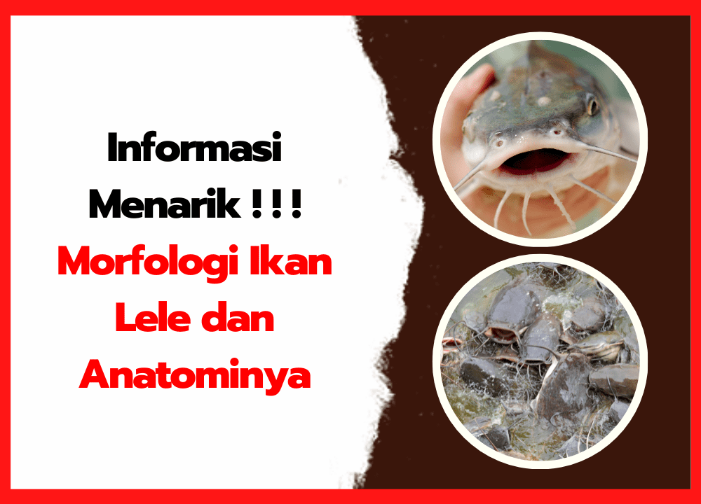 Morfologi Ikan Lele dan Anatominya | cover