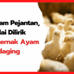 Ayam Pejantan, Mulai Dilirik Peternak Ayam Pedaging Ayam-Pejantan-Mulai-Dilirik-Peternak-Ayam-Pedaging