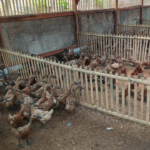 6 Tips Ternak Bebek Petelur Agar Bertelur Setiap Hari