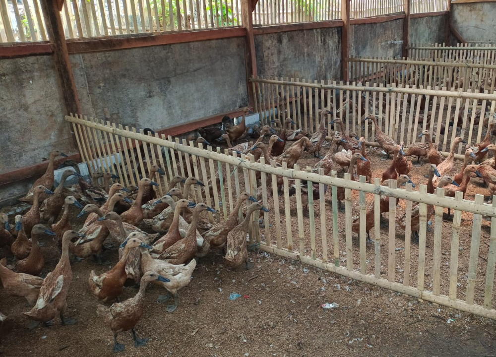 6 Tips Ternak Bebek Petelur Agar Bertelur Setiap Hari