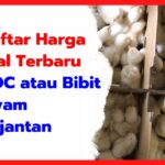 Daftar Harga Jual Terbaru DOC atau Bibit Ayam Pejantan