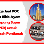 Harga Jual DOC atau Bibit Ayam Kampung Super (JOPER) untuk Daerah Pontianak Thumbnail Harga-Jual-DOC-atau-Bibit-Ayam-Kampung-Super-JOPER-untuk-Daerah-Pontianak