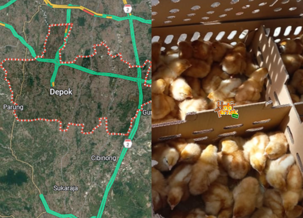 Jual Ayam Petelur Depok, Jawa Barat - Pengiriman Bergaransi