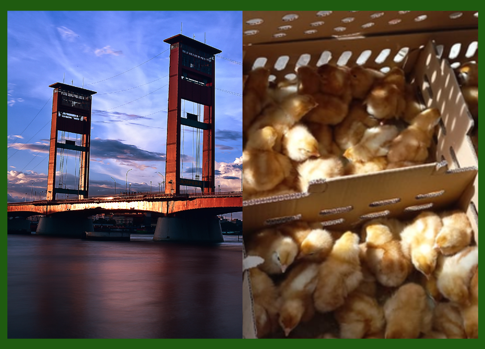 Jual Ayam Petelur Tujuan Palembang