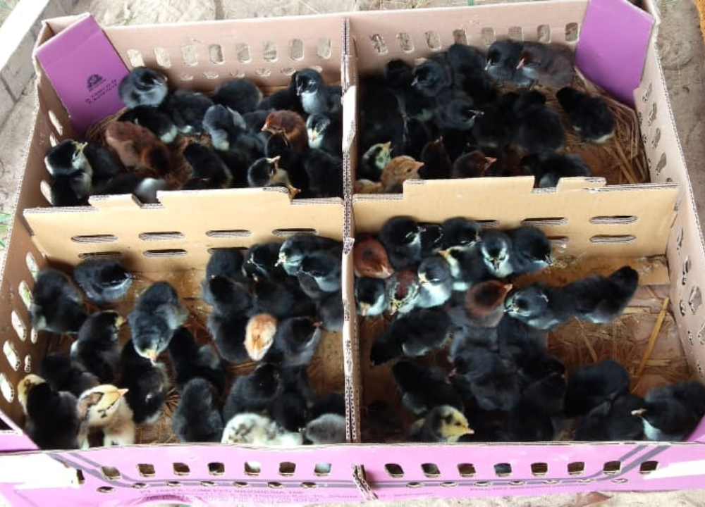 Jual Bibit atau DOC Ayam KUB 1 & 2 Tujuan Wilayah Palu, Sulawesi Tengah