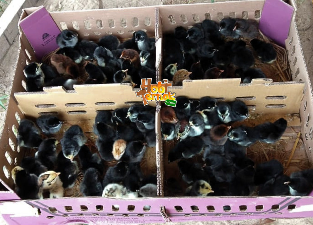 Jual DOC atau Bibit Ayam KUB Wilayah Ciamis, Jawa Barat