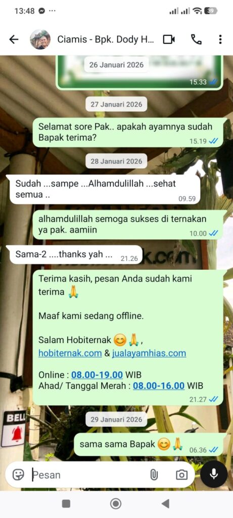Testimoni Bapak Dody 200 Ekor DOC KUB