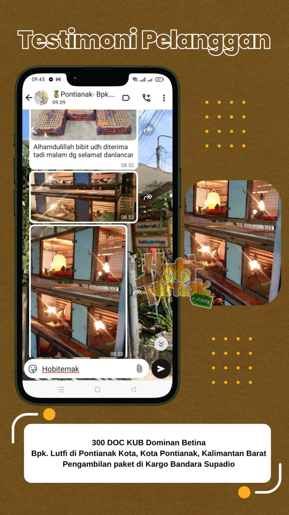 Testimoni dari pelanggan hobiternak.com dari Pontianak, Kalimantan Barat