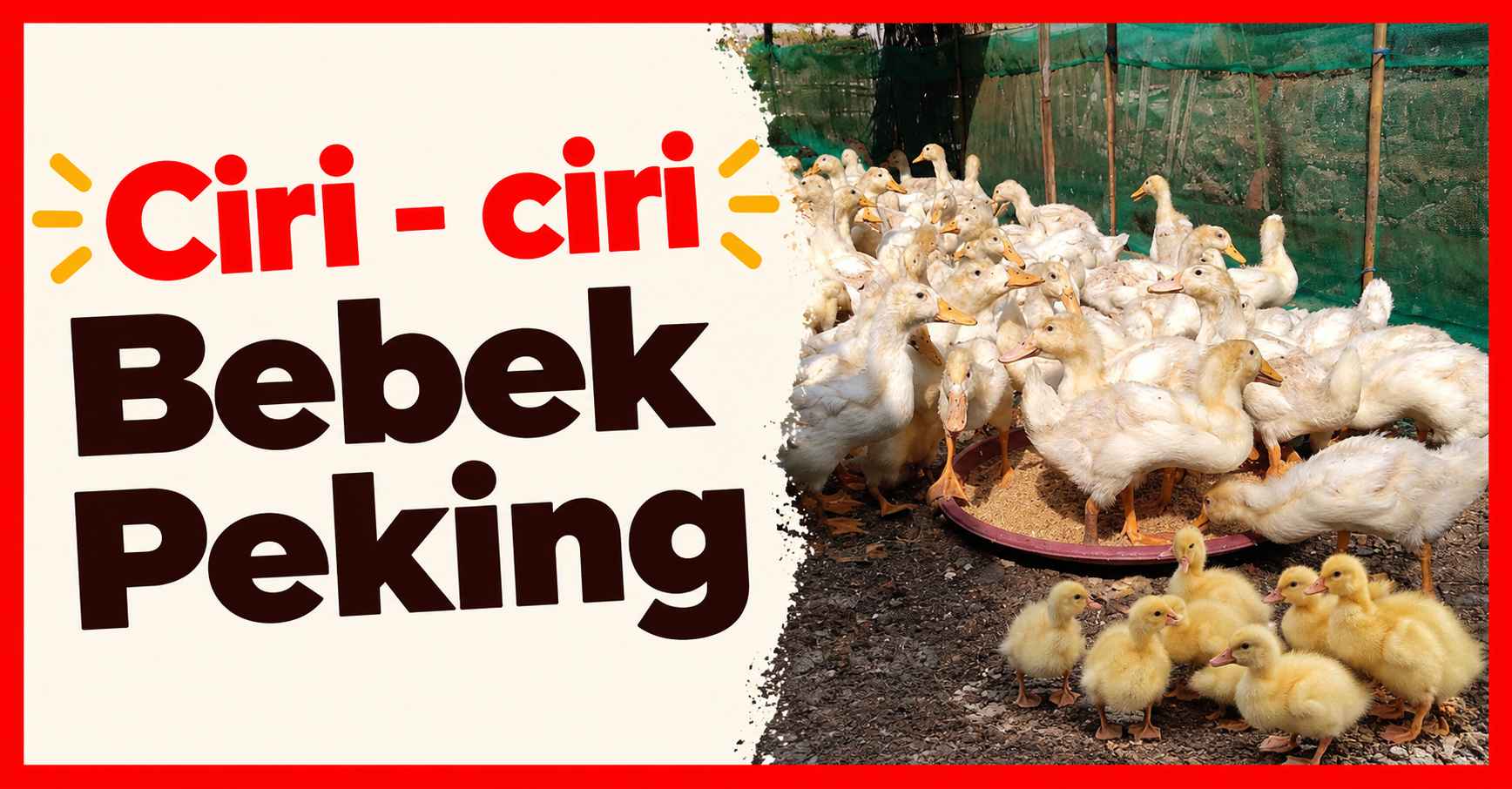 Ciri-Ciri Bebek Peking: Karakteristik Fisik dan Cara Mengenalinya