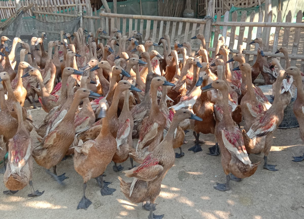 6 Tanda Saat Bebek Akan Bertelur