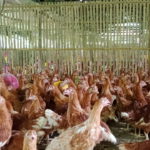 7 Kesalahan Fatal Dalam Pemberian Pakan pada Ayam Petelur