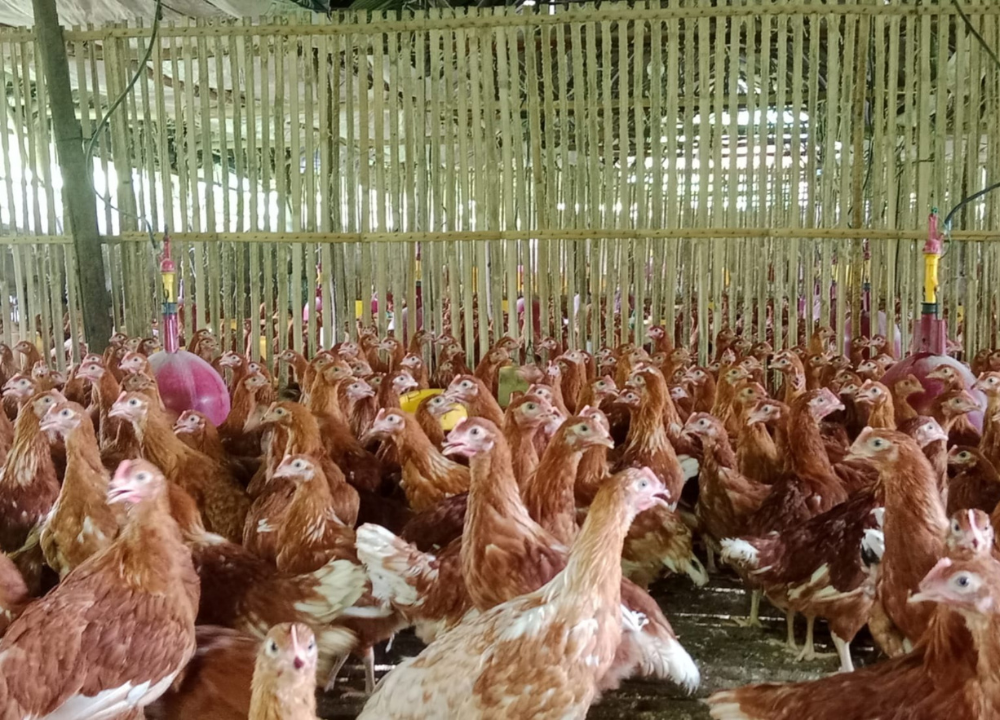 7 Kesalahan Fatal Dalam Pemberian Pakan pada Ayam Petelur
