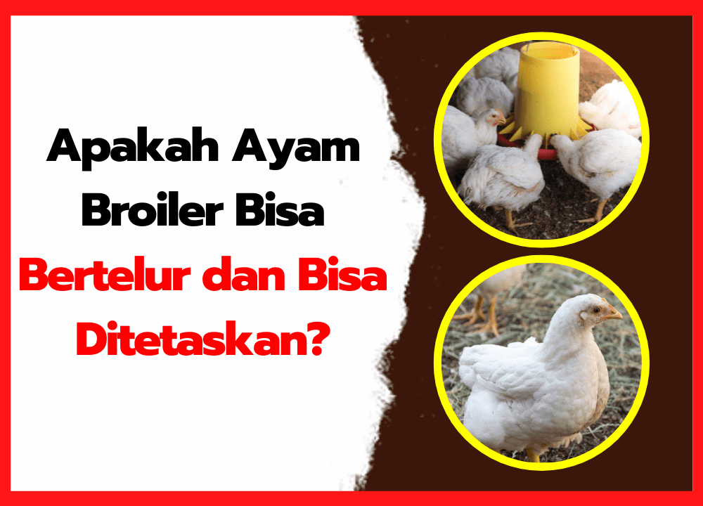 Apakah Ayam Broiler Bisa Bertelur dan Bisa Ditetaskan?