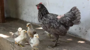 DOC Ayam Kampung Asli