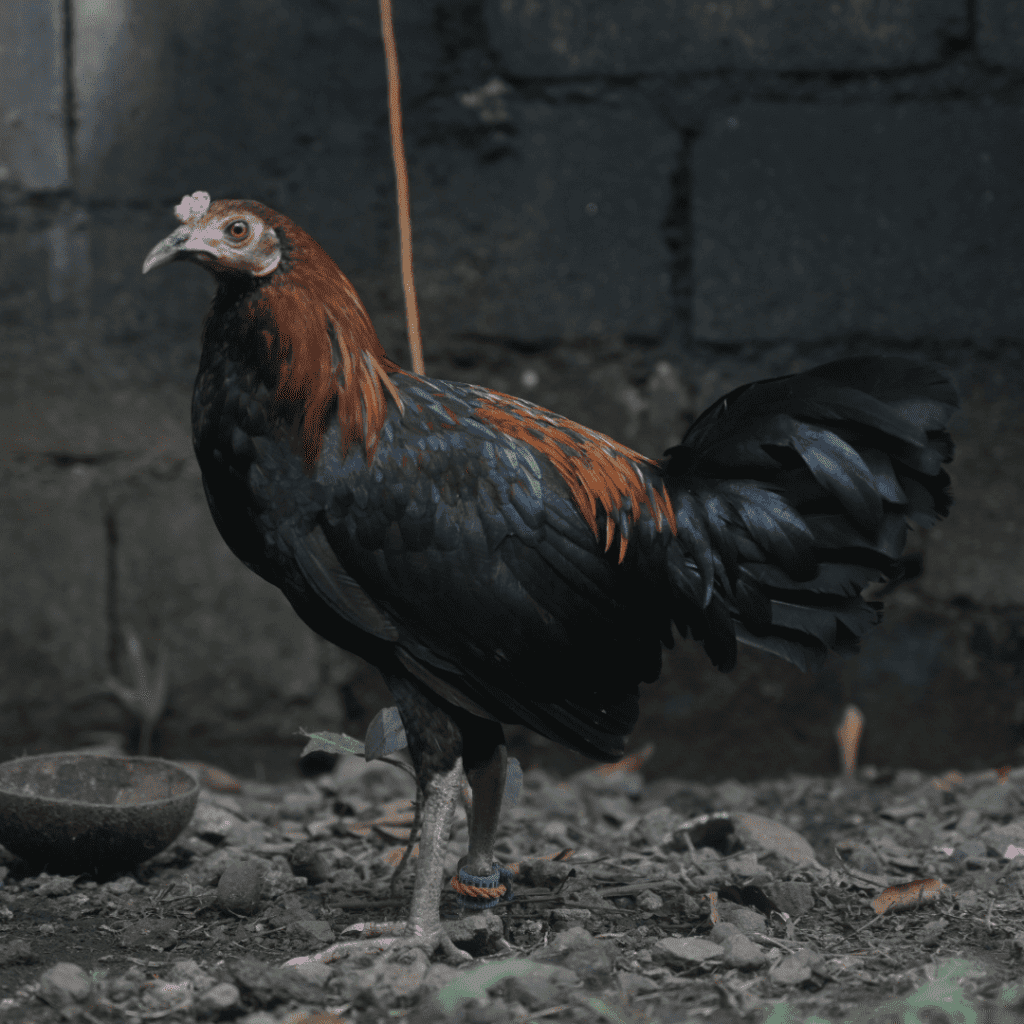 Ayam kampung asli (AKA) ~ image 2