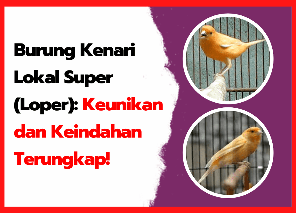 Burung Kenari Lokal Super (Loper): Keunikan dan Keindahan Terungkap!