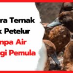 Cara-Ternak-Itik-Petelur-Tanpa-Air-bagi-Pemula