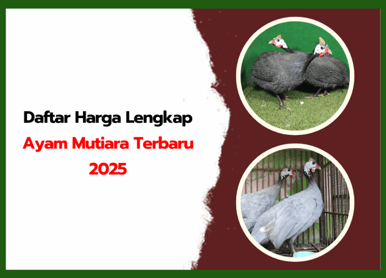 Ilustrasi topik daftar taruhan ayam terbaru
