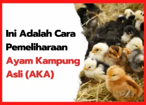 Inilah Kandang Anak Ayam Mutiara yang Aman & Nyaman