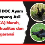 Jual-DOC-Ayam-Kampung-Asli-Murah-Berkualitas-Bergaransi