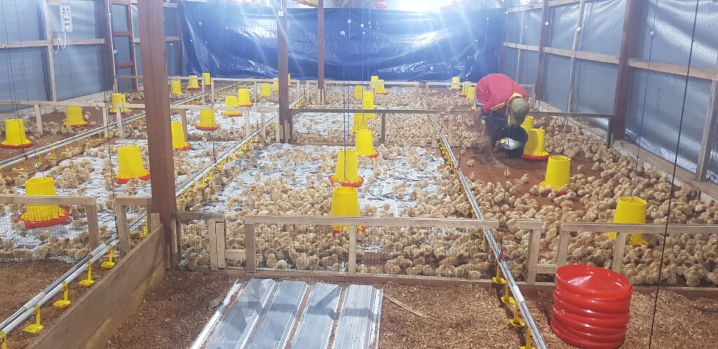 Saat ayam petelur masih berusia DOC maka sebaiknya pakan selalu tersedia jangan sampai kehabisan