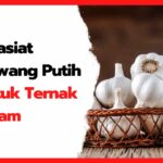 Khasiat-Bawang-Putih-untuk-Ternak-Ayam-