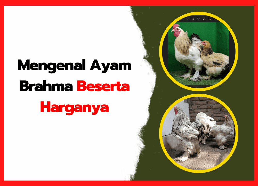 Mengenal Ayam Brahma Beserta Harganya
