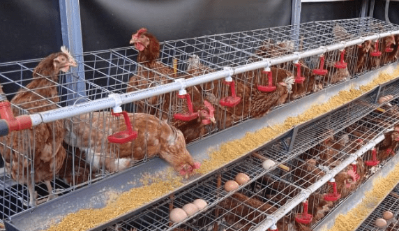 Pemberian pakan sangatlah penting untuk diperhatikan bagi para peternak ayam petelur