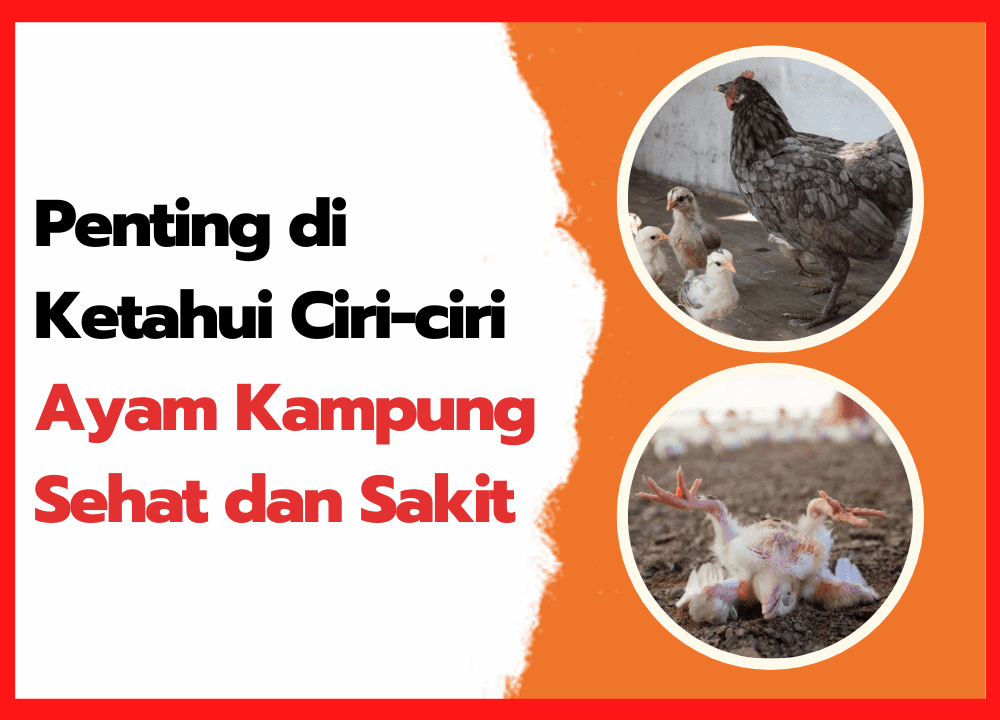 Penting di Ketahui Ciri-ciri Ayam Kampung Sehat dan Sakit