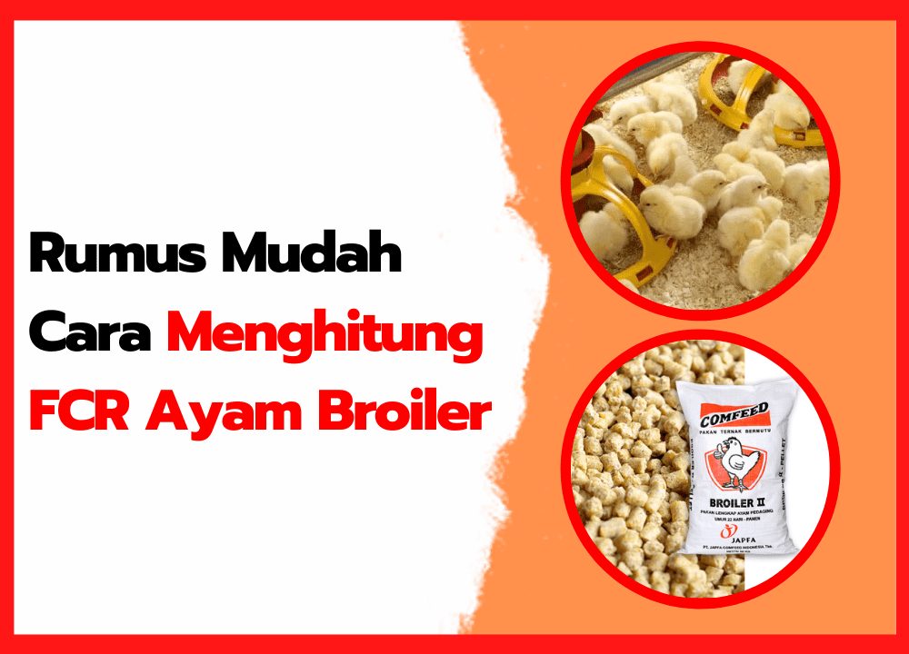 Cara Menghintung FCR Ayam Broiler + Rumus