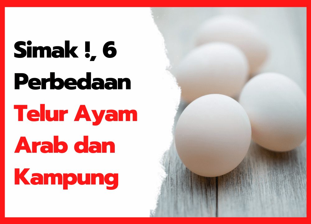 Simak ! 6 Perbedaan Telur Ayam Arab dan Kampung