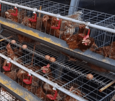 Usahakan pakan tidak diganti-ganti sejak awal sampai akhir agar ayam tetap lahap makan