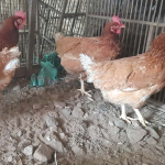 Usia Ayam Petelur Afkir Berapa Bulan? Ini Waktu dan Ciri-Cirinya Usia Ayam Petelur Afkir Berapa Bulan? Ini Waktu dan Ciri-Cirinya