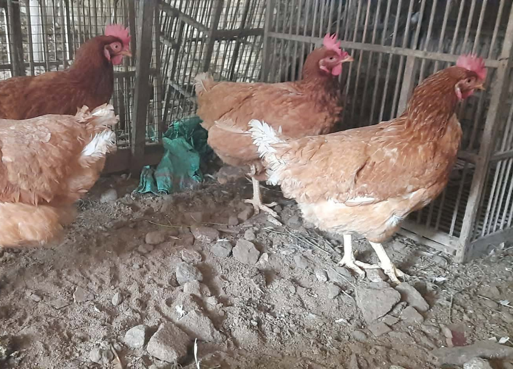 Usia Ayam Petelur Afkir Berapa Bulan? Ini Waktu dan Ciri-Cirinya