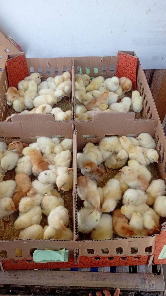 Bibit Ayam Elba