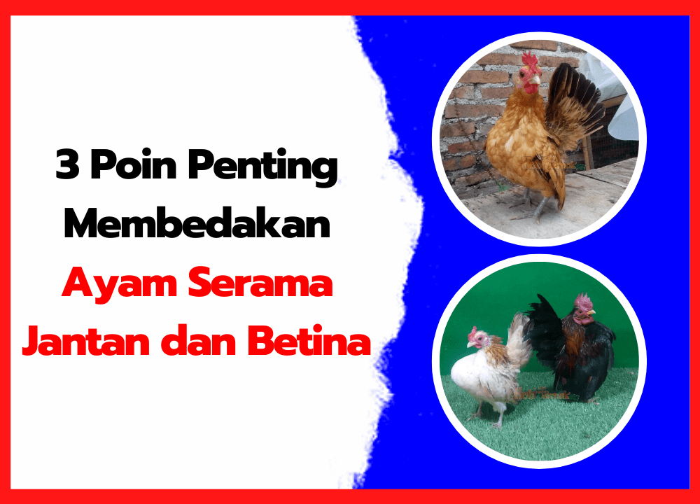 3 Poin Penting Membedakan Ayam Serama Jantan dan Betina