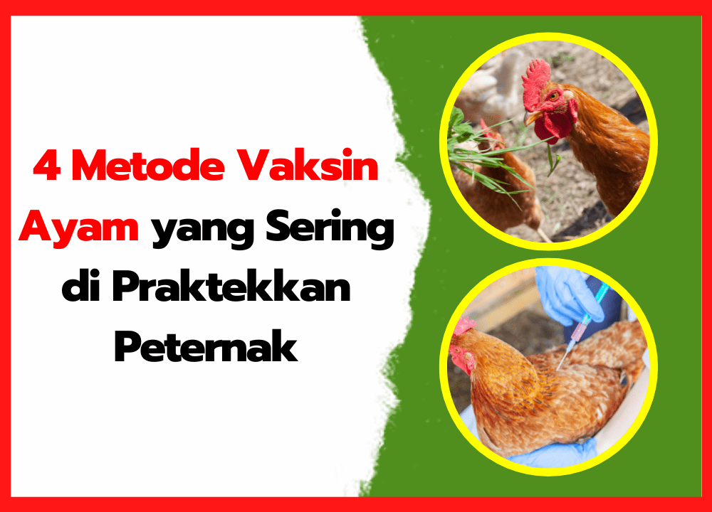 4 Metode Vaksin Ayam yang Sering di Praktekkan Peternak