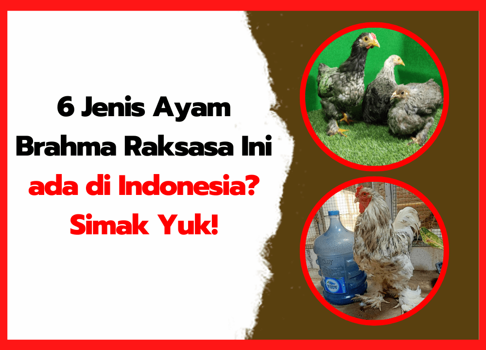 6 Jenis Ayam Brahma Raksasa Ini ada di Indonesia? Simak Yuk!