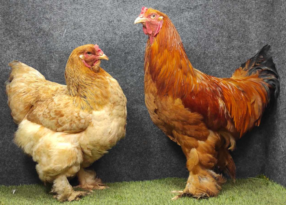 6 Jenis Ayam Brahma Raksasa Ini ada di Indonesia Simak Yuk!