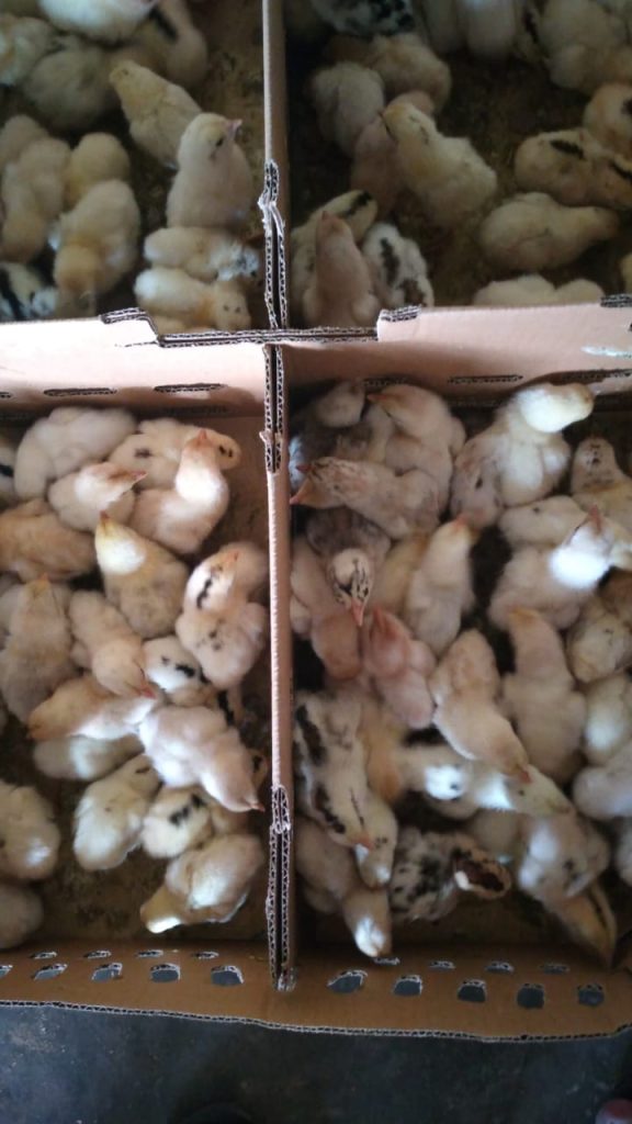 Bibit ayam elba 1 boks isi 100 ekor