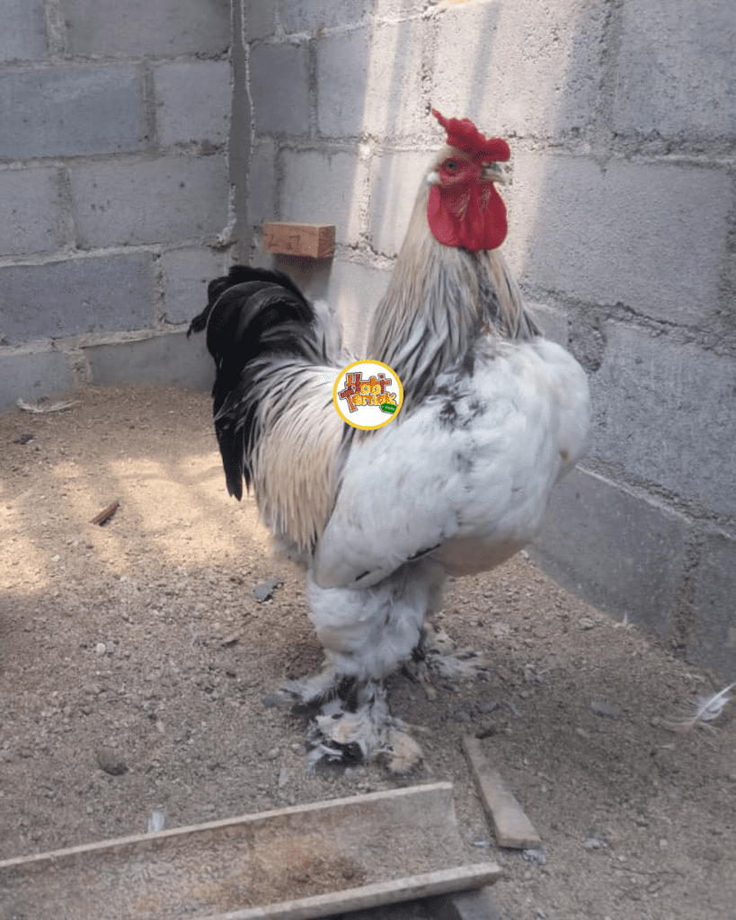Ayam brahma termasuk jenis ayam yang memiliki postur tubuh yang besar. Asal dari ayam brahma ini yaitu dari India | image 1