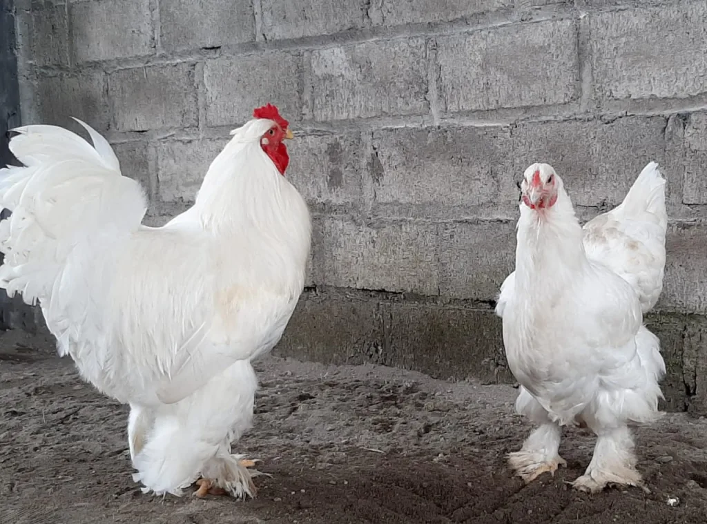 Ayam brahma putih sepasang usia dewasa dengan postur tubuh yang tak kalah besar pula | Image 3