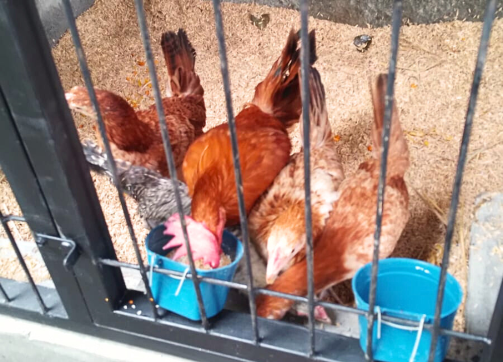 Cara Mudah Membuat Kandang Ayam Elba Petelur