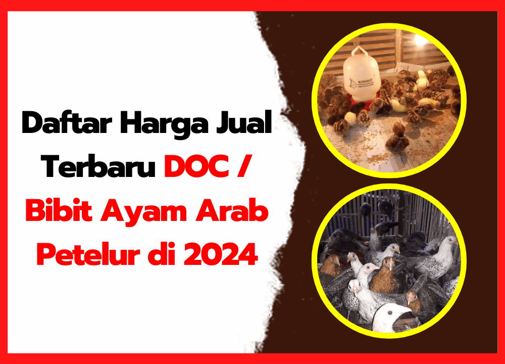 Daftar Harga Jual Terbaru DOC / Bibit Ayam Arab Petelur di 2024